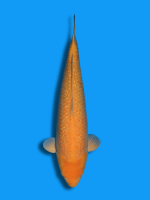 Ginrin Karashigoi | Koi&Co.